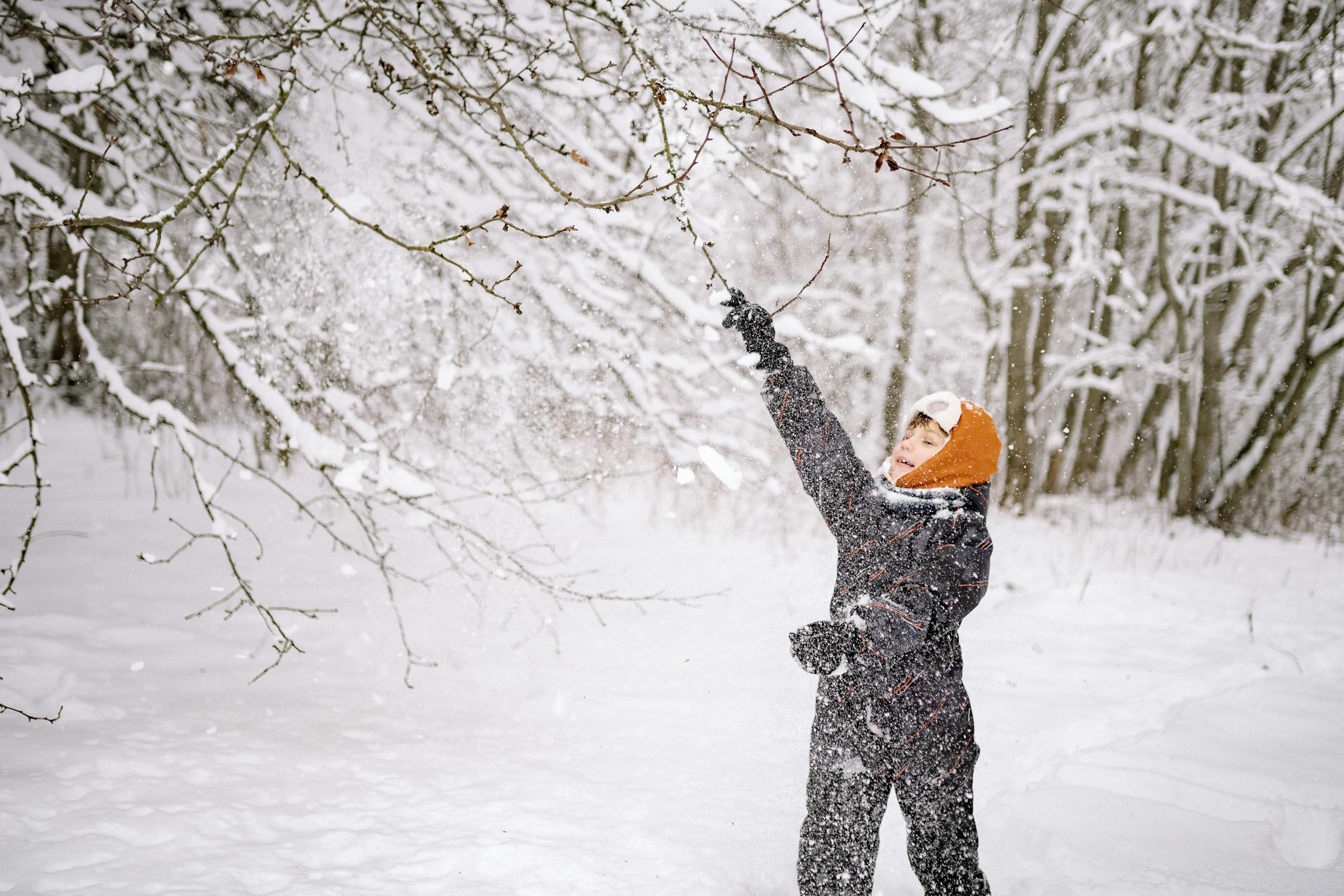 Child playing in the snow, shaking tree branches in a snowy winter forest.